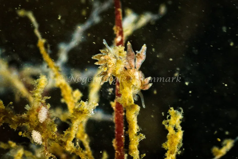 Eubranchus exiguus - Lyngsbo Strand - Foto: Klaus Kevin Kristensen