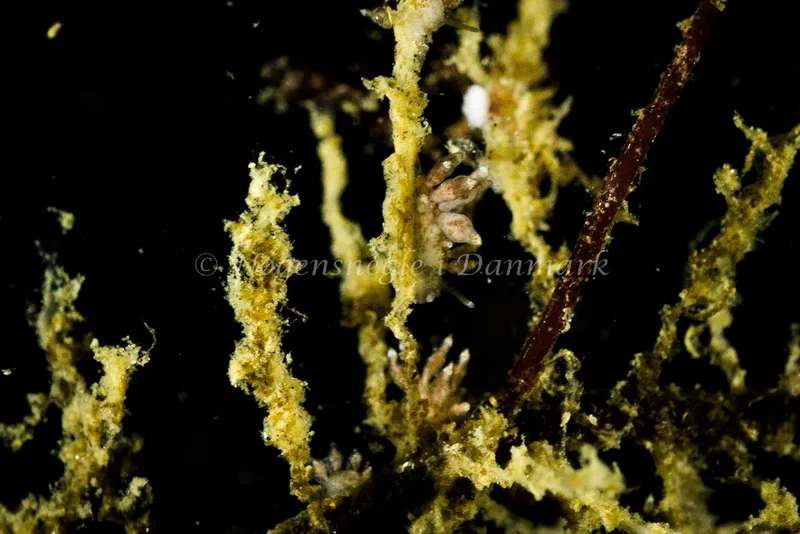 Eubranchus exiguus - Lyngsbo Strand - Foto: Klaus Kevin Kristensen