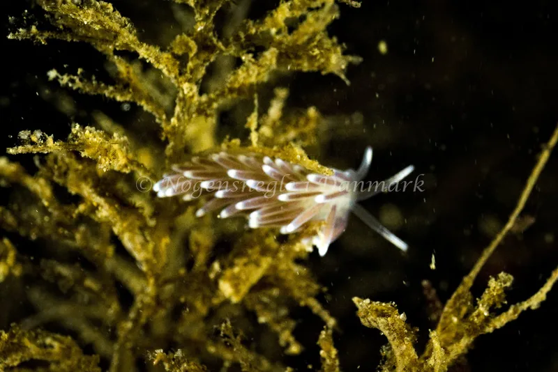 Cuthonella concinna - Lyngsbo Strand - Foto: Klaus Kevin Kristensen