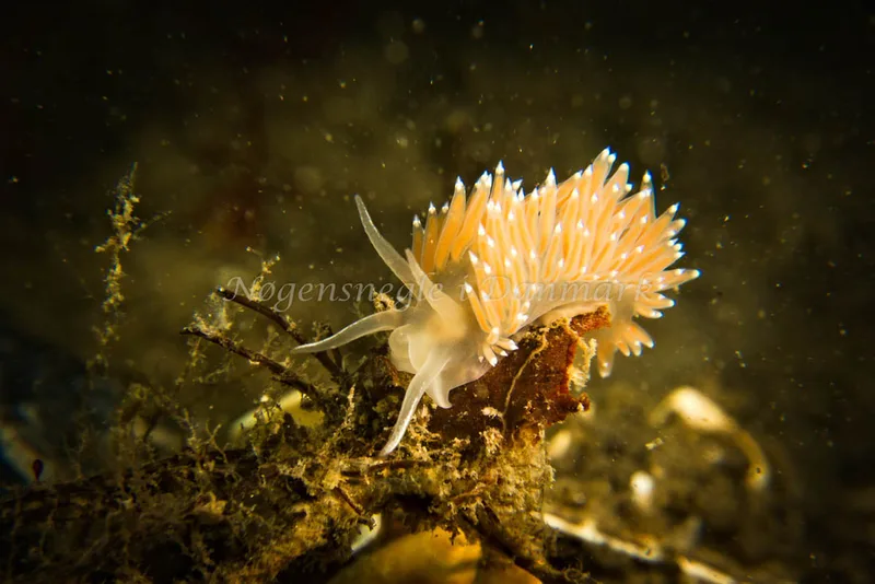 Coryphella verrucosa rufibranchialis - Lyngsbo Strand - Foto: Klaus Kevin Kristensen