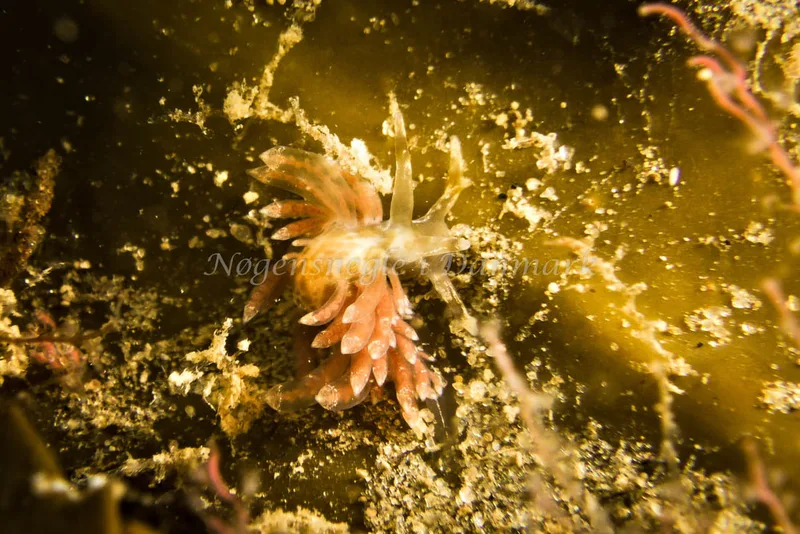 Amphorina viriola - Lyngsbo Strand - Foto: Klaus Kevin Kristensen