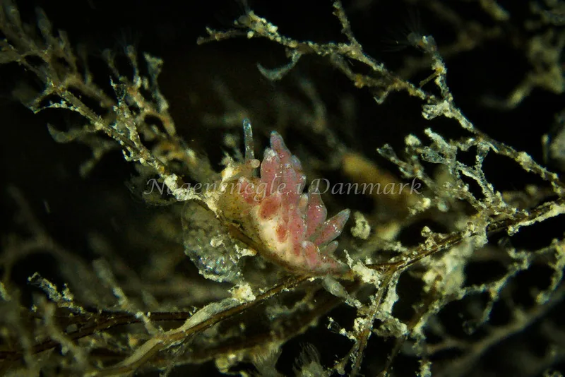 Eubranchus rupium - Lyngsbo Strand - Foto: Klaus Kevin Kristensen