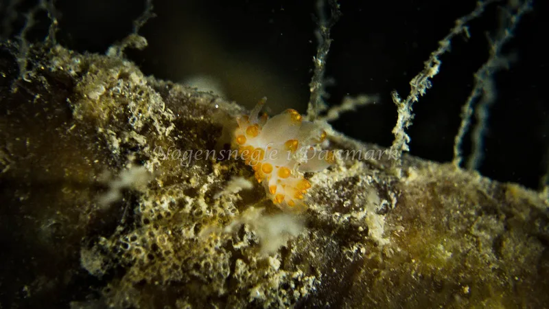 Amphorina farrani - Lyngsbo Strand - Foto: Klaus Kevin Kristensen