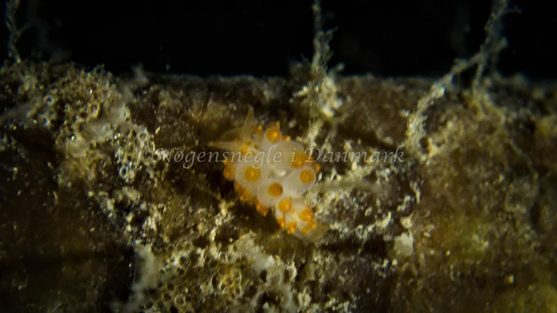 Amphorina farrani - Lyngsbo Strand - Foto: Klaus Kevin Kristensen