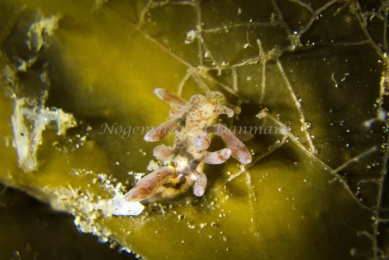 Eubranchus rupium - Lyngsbo Strand - Foto: Klaus Kevin Kristensen