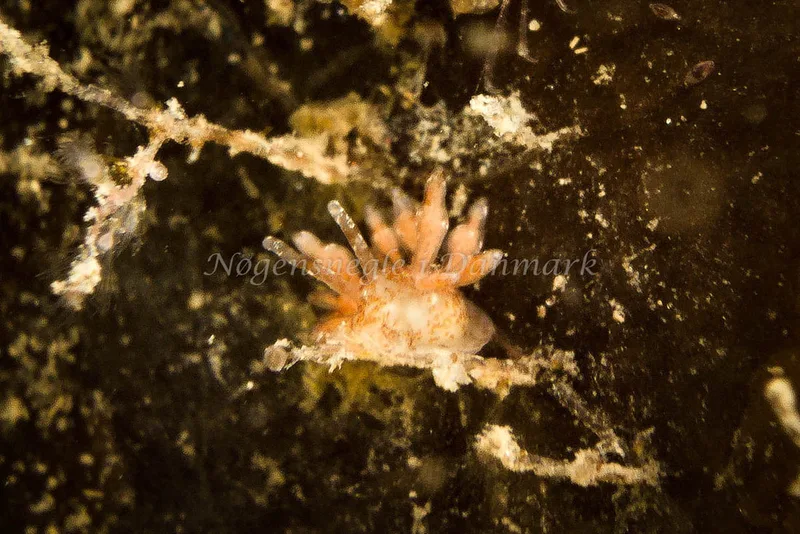 Eubranchus exiguus - Tjærepletten - Foto: Klaus Kevin Kristensen