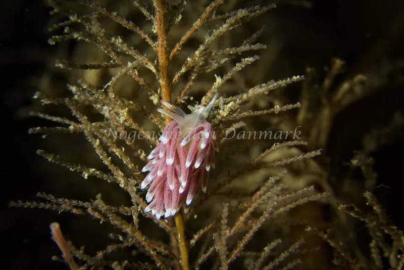 Cuthonella concinna - Tjærepletten - Foto: Klaus Kevin Kristensen
