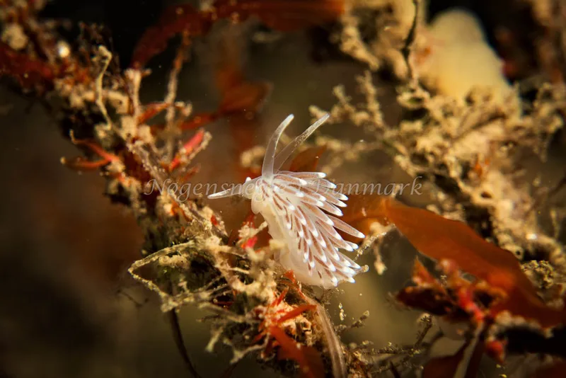 Cuthonella concinna - Tjærepletten - Foto: Klaus Kevin Kristensen