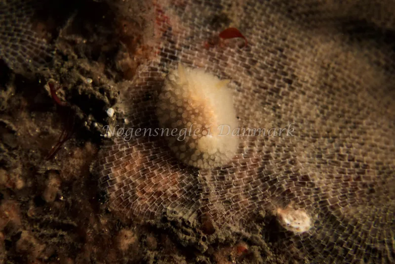 Onchidoris muricata - Molslinjen Mole - Klaus Kevin Kristensen