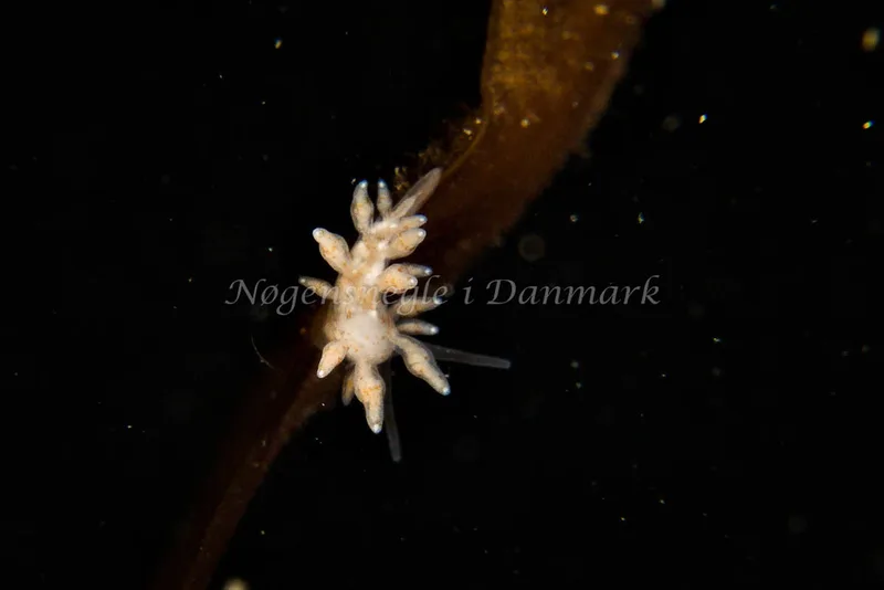 Eubranchus rupium - Molslinjen Mole - Klaus Kevin Kristensen