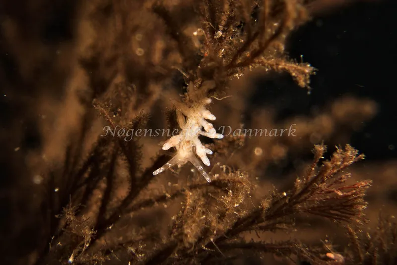 Eubranchus rupium - Molslinjen Mole - Klaus Kevin Kristensen