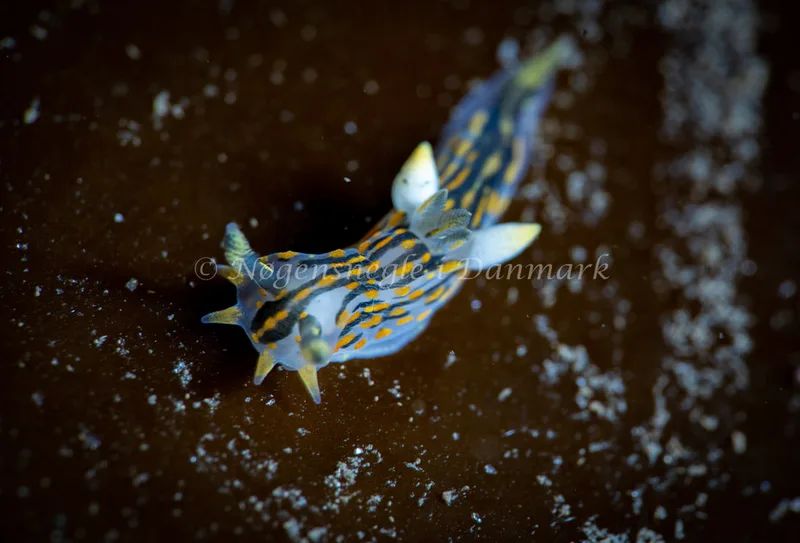 Polycera quadrilineata - Ammoniakhavnen - Foto: Tina Hindal