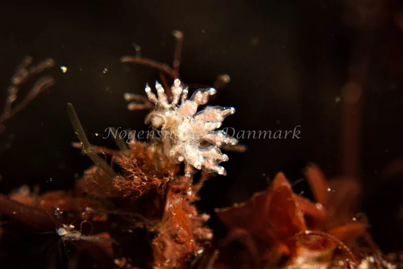 Eubranchus exiguus - Molslinjen Mole - Klaus Kevin Kristensen