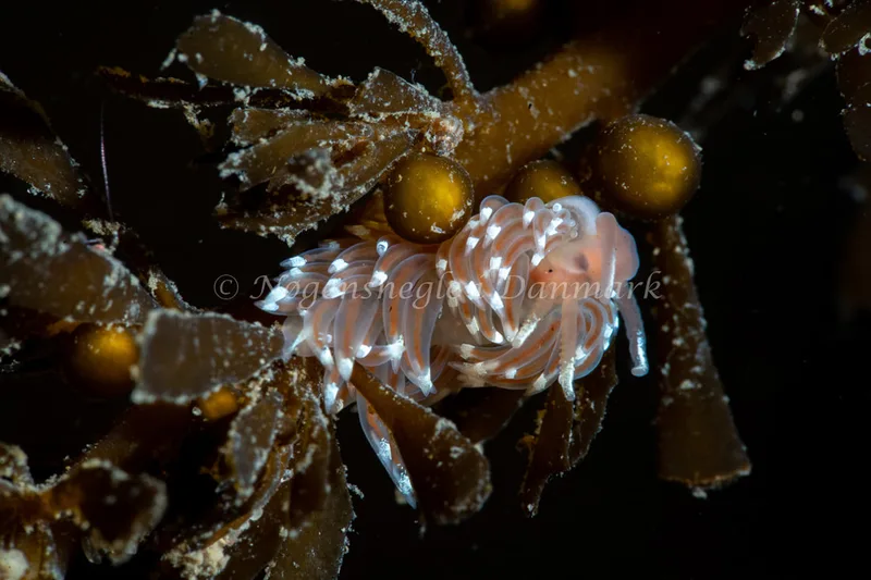 Facelina bostoniensis - Ammoniakhavnen - Foto: Tina Hindal