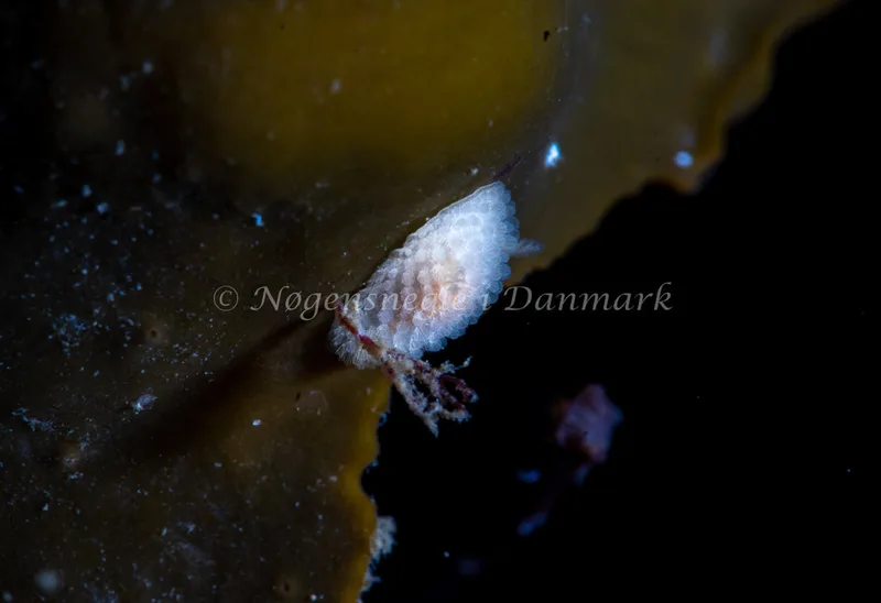 Onchidoris muricata - Ammoniakhavnen - Foto: Tina Hindal
