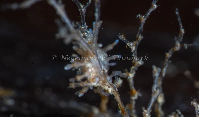 Eubranchus rupium - Ammoniakhavnen - Foto: Tina Hindal