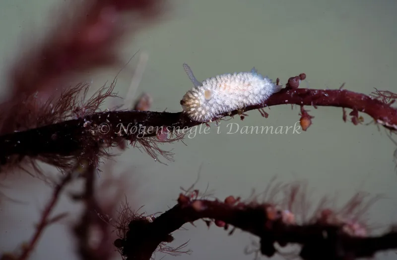 Onchidoris muricata - Ammoniakhavnen - Foto: Tina Hindal