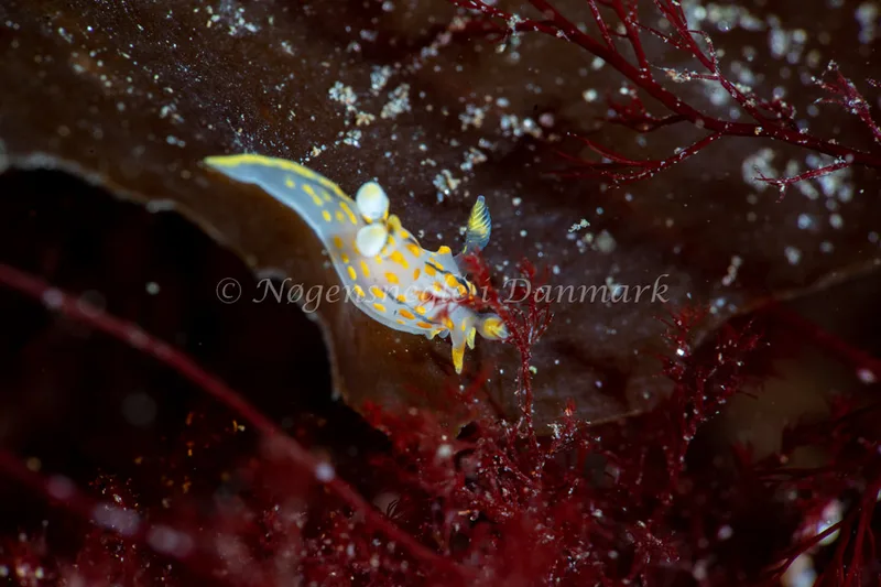 Polycera quadrilineata - Ammoniakhavnen - Foto: Tina Hindal