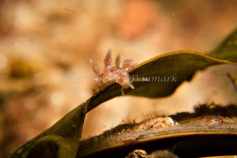 Eubranchus rupium - Sønderborg Havn - Foto: Klaus Kevin Kristensen