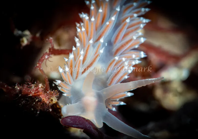 Coryphella verrucosa - Ammoniakhavnen - Foto: Tina Hindal
