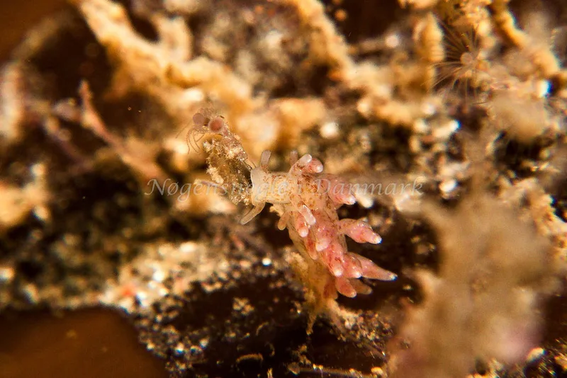 Coryphella verrucosa - Ammoniakhavnen - Foto: Tina Hindal