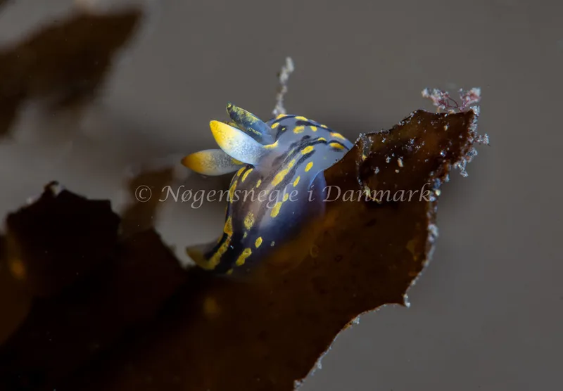 Polycera quadrilineata - Ammoniakhavnen - Foto: Tina Hindal
