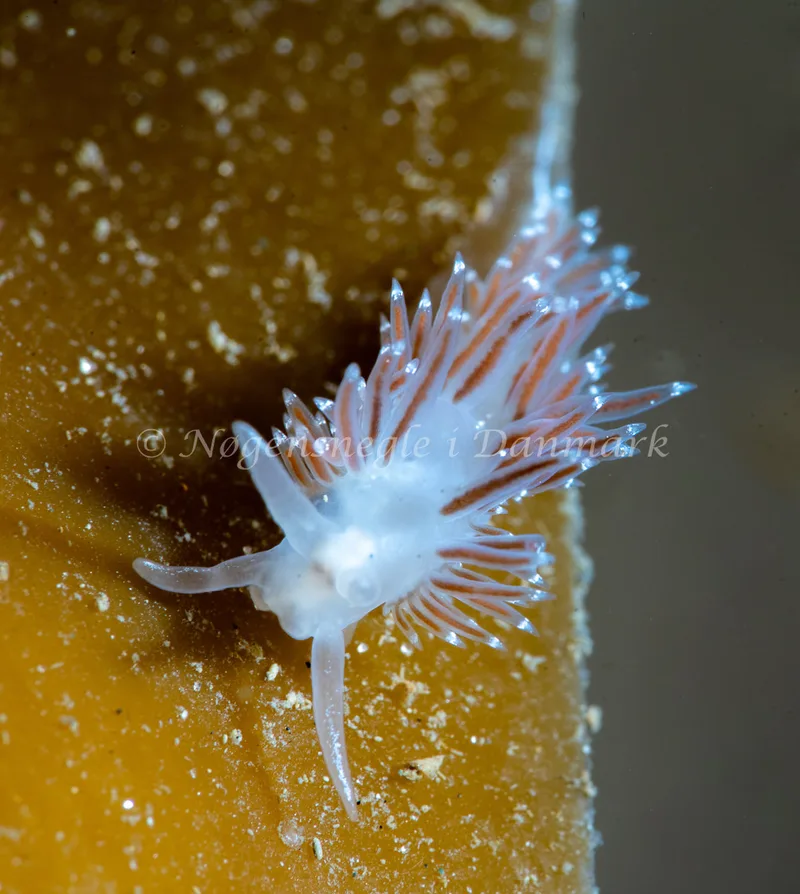 Coryphella verrucosa - Ammoniakhavnen - Foto: Tina Hindal
