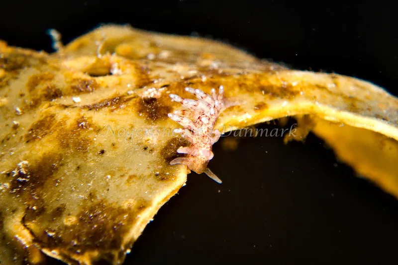 Eubranchus rupium - Egernsund Havn - Foto: Klaus Kevin Kristensen