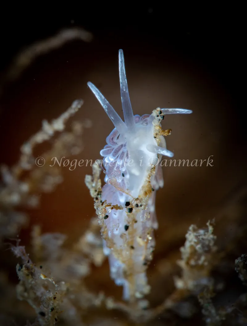 Cuthonella concinna - Ammoniakhavnen - Foto: Tina Hindal