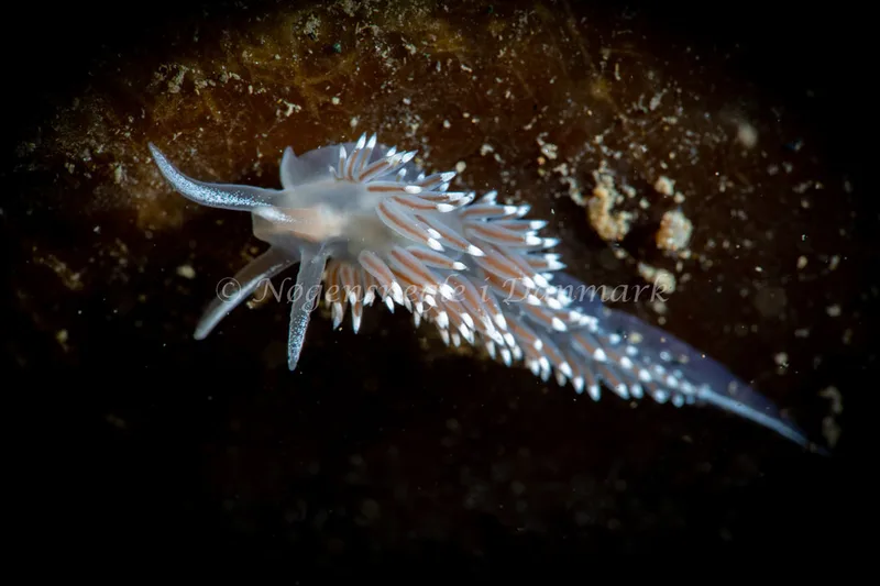 Coryphella verrucosa - Ammoniakhavnen - Foto: Tina Hindal