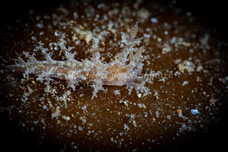 Dendronotus frondosus - Ammoniakhavnen - Foto: Tina Hindal
