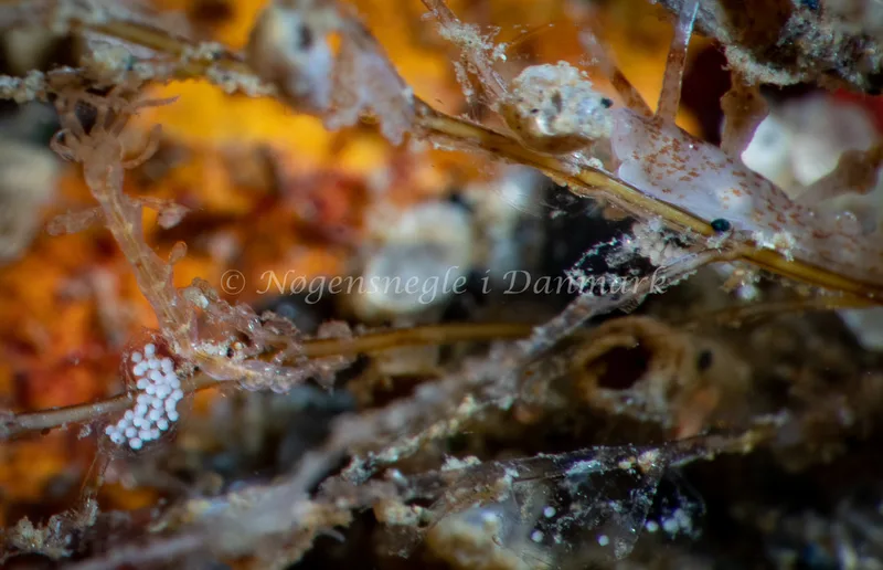 Eubranchus rupium - Ammoniakhavnen - Foto: Tina Hindal