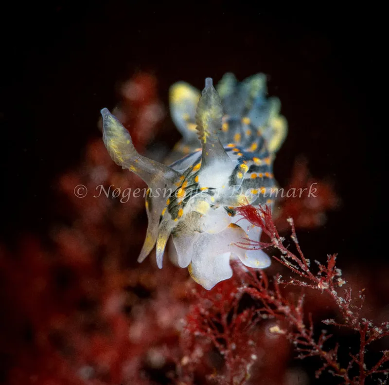 Polycera quadrilineata - Ammoniakhavnen - Foto: Tina Hindal