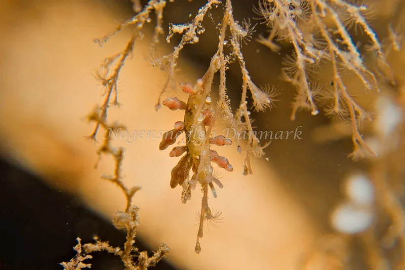 Eubranchus rupium - Egernsund Havn - Foto: Klaus Kevin Kristensen