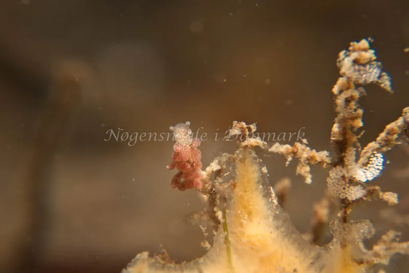 Eubranchus rupium - Egernsund Havn - Foto: Klaus Kevin Kristensen