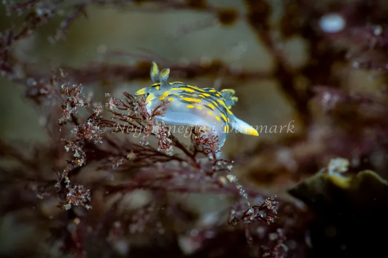 Polycera quadrilineata - Ammoniakhavnen - Foto: Tina Hindal