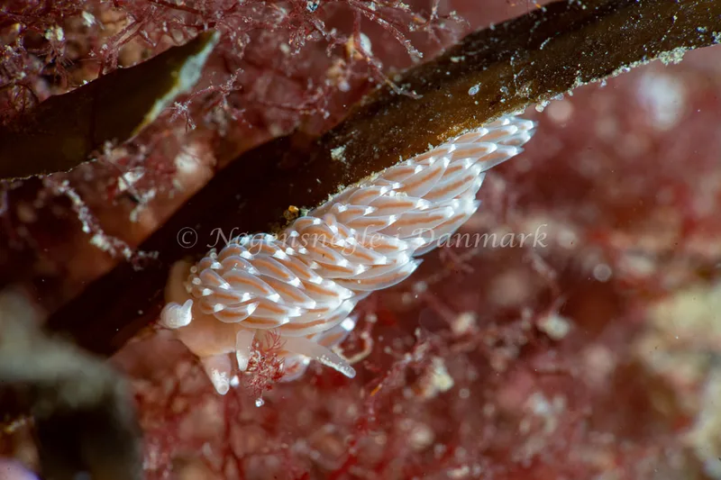 Facelina bostoniensis - Lyngsbo Strand - Foto: Tina Hindal