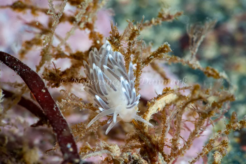 Cuthonella concinna - Lyngsbo Strand - Foto: Tina Hindal