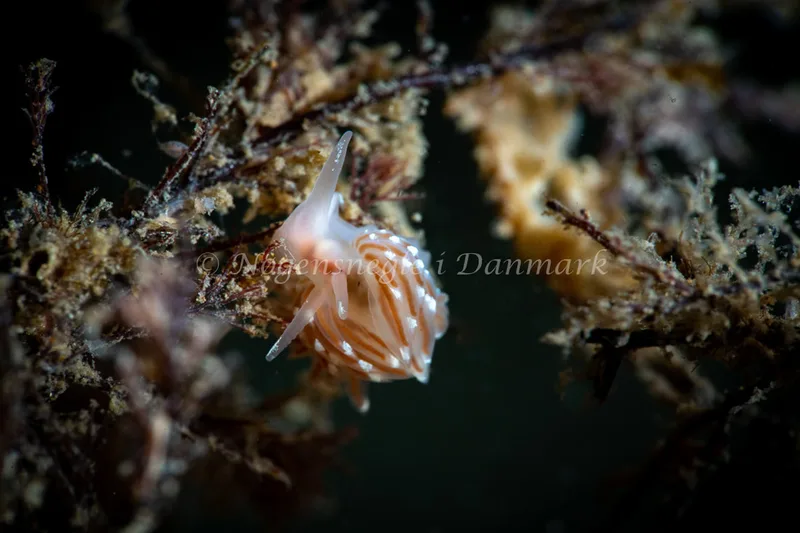 Facelina bostoniensis - Lyngsbo Strand - Foto: Tina Hindal