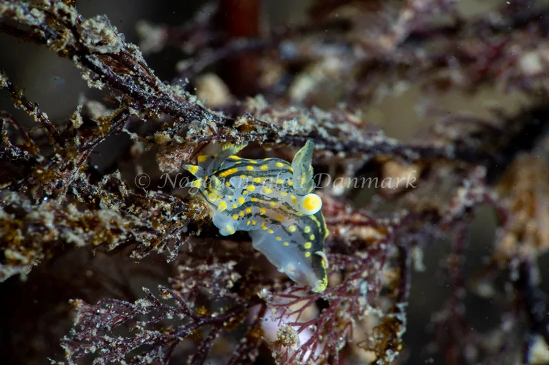 Polycera quadrilineata - Lyngsbo Strand - Foto: Tina Hindal