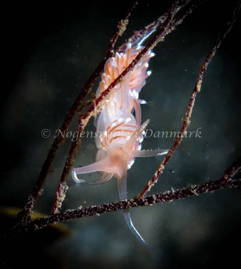Facelina bostoniensis - Lyngsbo Strand - Foto: Tina Hindal