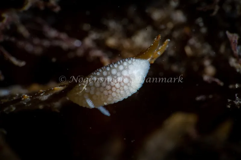 Onchidoris muricata - Lyngsbo Strand - Foto: Tina Hindal