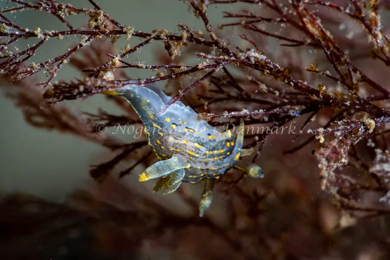 Polycera quadrilineata - Lyngsbo Strand - Foto: Tina Hindal
