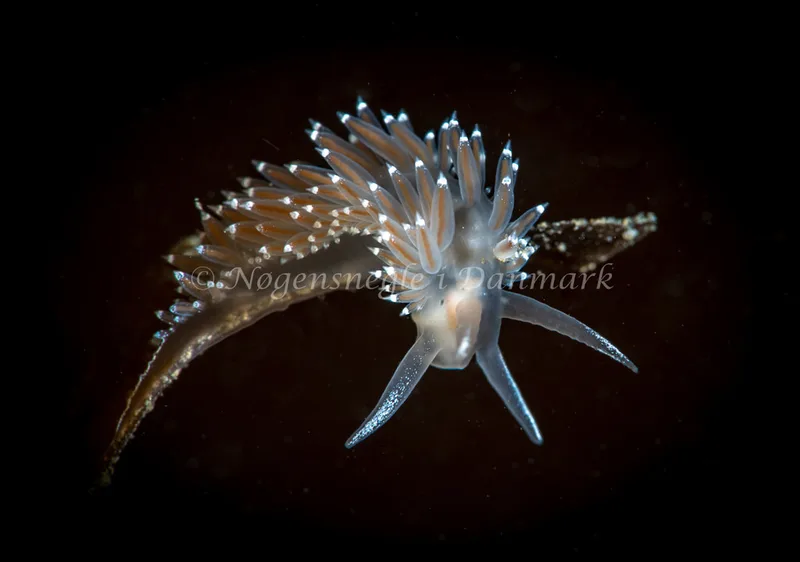 Coryphella verrucosa - Lyngsbo Strand - Foto: Tina Hindal