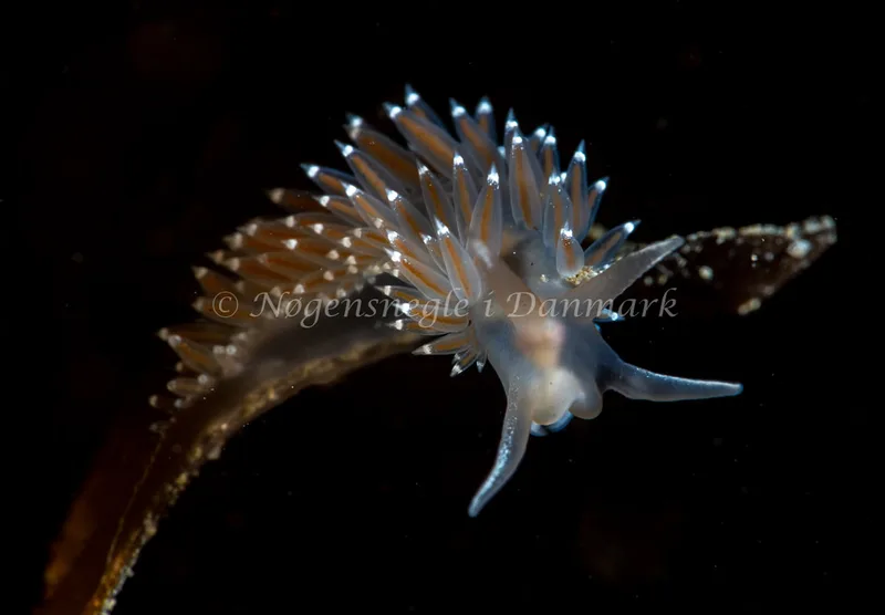 Coryphella verrucosa - Lyngsbo Strand - Foto: Tina Hindal