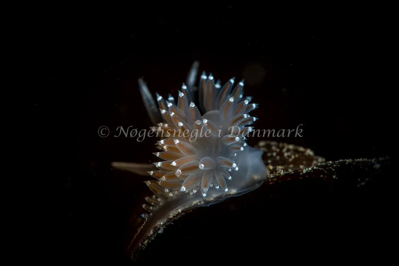 Coryphella verrucosa - Lyngsbo Strand - Foto: Tina Hindal