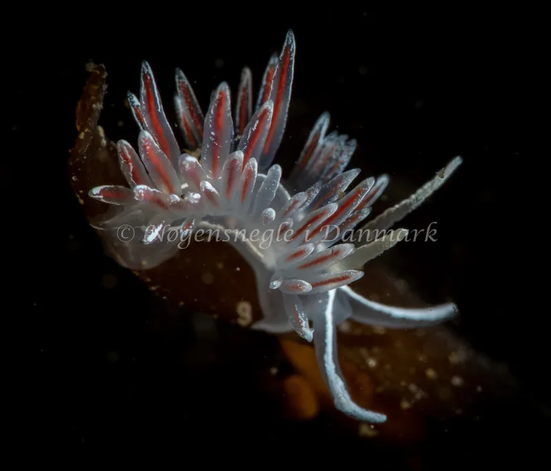 Gulenia monicae - Lyngsbo Strand - Foto: Tina Hindal