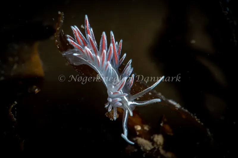 Gulenia monicae - Lyngsbo Strand - Foto: Tina Hindal