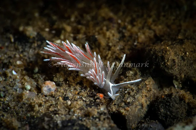 Gulenia monicae - Lyngsbo Strand - Foto: Tina Hindal