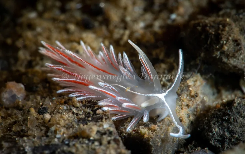 Gulenia monicae - Lyngsbo Strand - Foto: Tina Hindal
